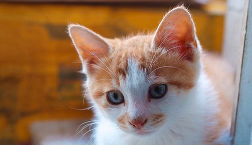 猫吐血是什么原因引起的？