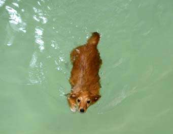 狗狗溺水怎么办？溺水后如何急救呢？