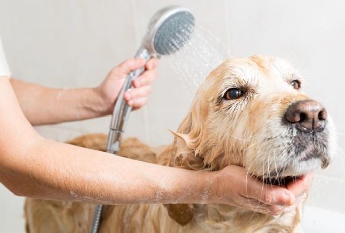 狗狗美容必知，这些情况不能给狗狗洗澡？