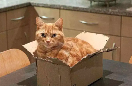猫咪为什么喜欢箱子？