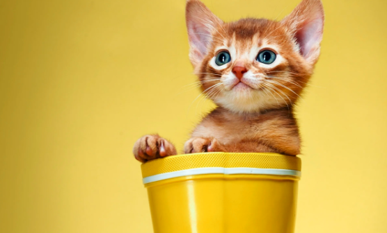 小猫咪在成长中要学会哪些技能？