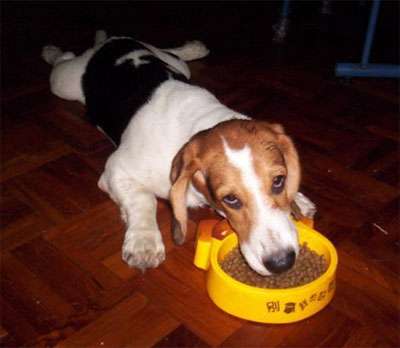 怎么训练狗狗只有得到主人允许，才能进食？