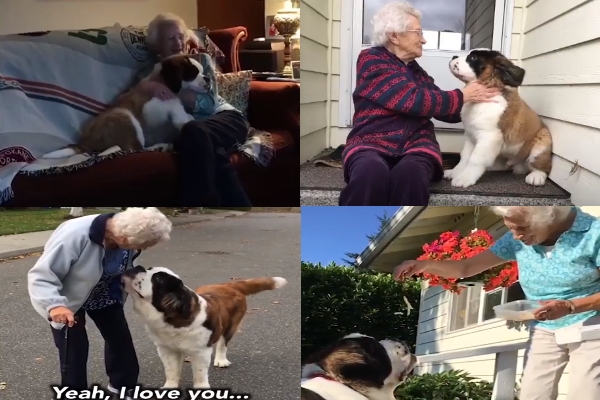 暖男狗狗每天都来亲访 让独居奶奶重拾对生活的热情