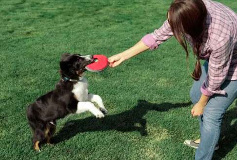家庭训犬方法 可以通过诱导的方式来训练