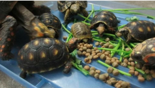 乌龟吃什么才能长得快？