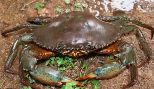 海螃蟹的饲养方法