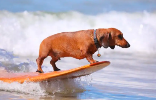 腊肠犬会游泳，该如何训练？