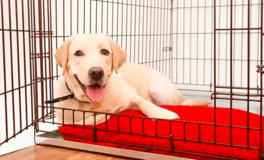 怎么训练狗狗进笼子？
