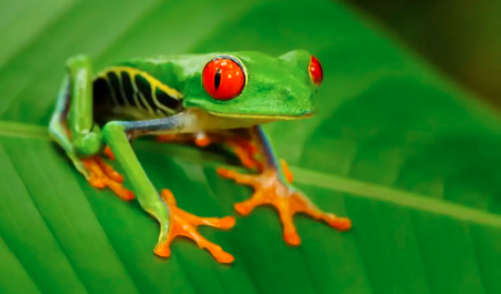 红眼树蛙的形态特征与喂食要点