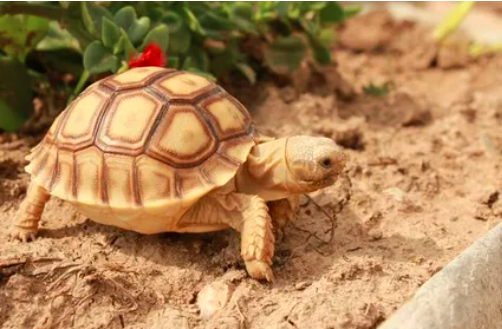陆龟拒食的常见原因以与解决办法？