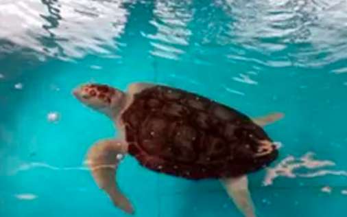 太平洋蠵龟饲养方法