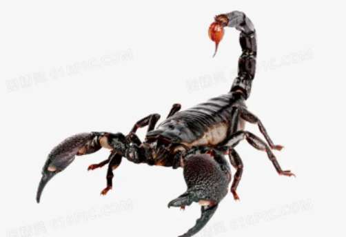 蝎子的身体结构特征介绍