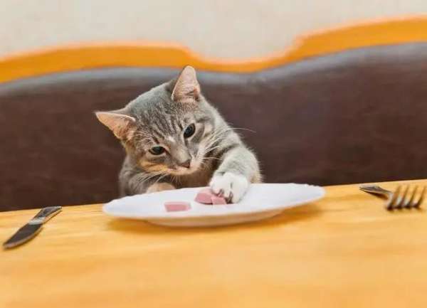 每天喂食猫咪几次合适？