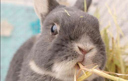 兔子不爱吃草应该怎么办？