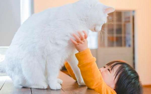 你知道猫咪是如何“辨别主人”的吗？