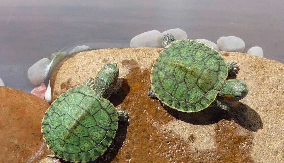 饲养巴西龟的优缺点有哪些？