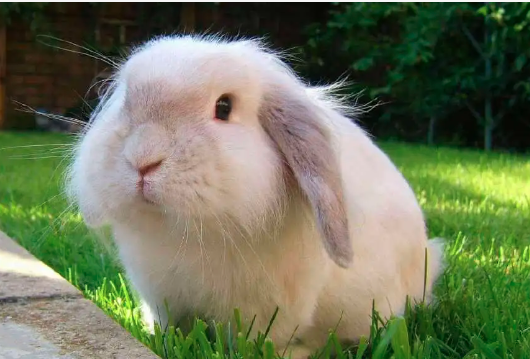 荷兰垂耳兔的基本特征