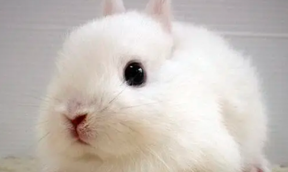 荷兰侏儒兔的基本特征