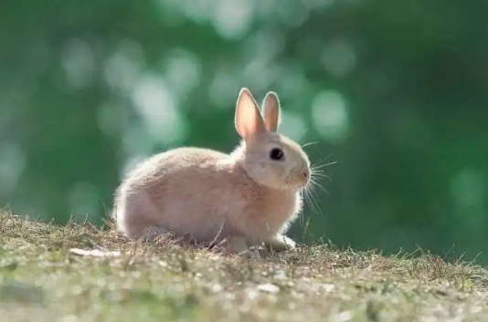 世界上最小的兔子波兰兔好养吗？