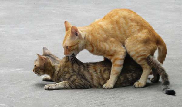 猫咪交配完，为何母猫会攻击公猫呢？