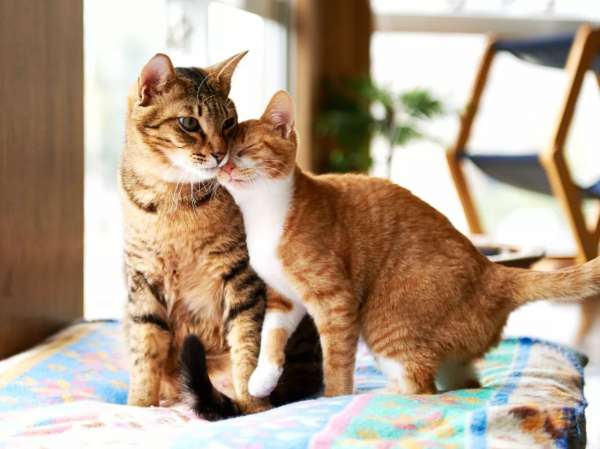 公猫和母猫交配多久就自动分开了？