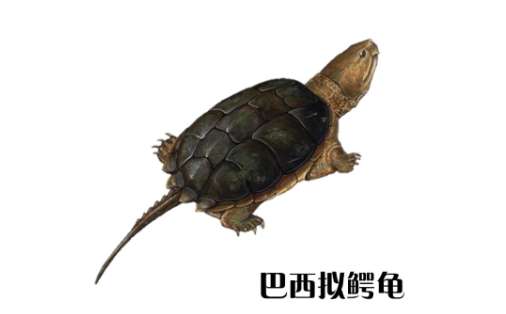 拟鳄龟小鳄龟的品种介绍