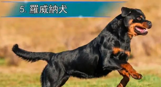 最致命的狗狗品种，全球禁养的战斗犬种