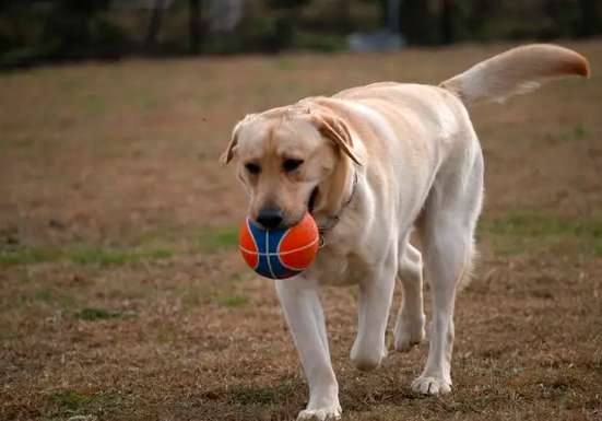 拉布拉多猎犬作为导盲犬应该怎样训练？