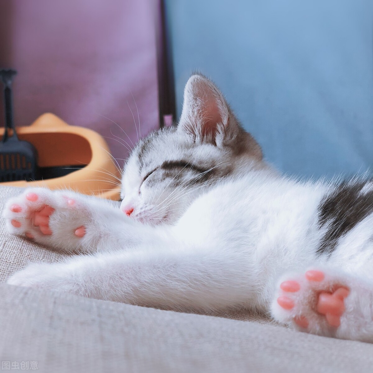 猫咪的肉垫有什么作用？肉垫颜色粉色和黑色有什么区别？