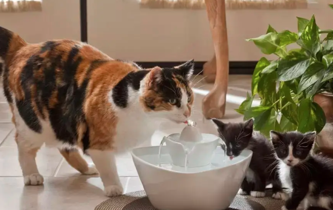 猫为何喜欢用爪子捞水喝？
