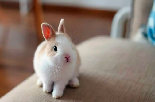 侏儒兔怎么样？