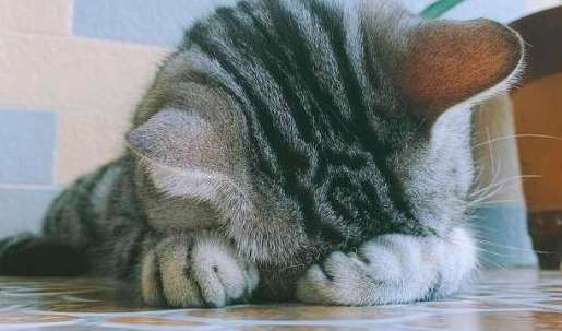 猫咪为什么喜欢捂着脸睡？