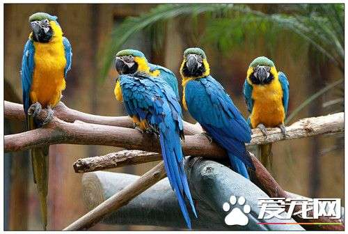 蓝黄金刚鹦鹉怎么养？