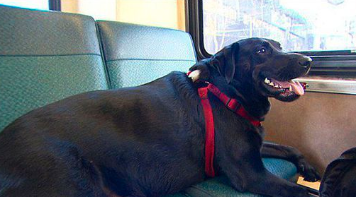 美国逆天”拉布拉多犬独自乘公交去公园玩耍