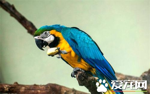 蓝黄金刚鹦鹉怎么养 要经常提供新鲜树枝给它啃咬