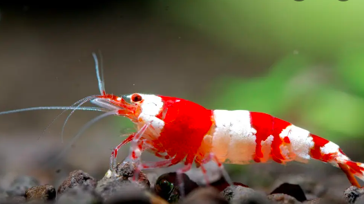 水晶虾怎么喂养？