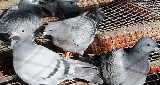 幼鸽的营养需要及人工哺育技术