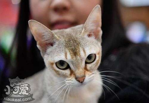 新加坡猫训练注意事项？