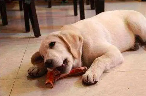 狗狗只吃肉怎么办？狗狗只吃肉好不好呢？
