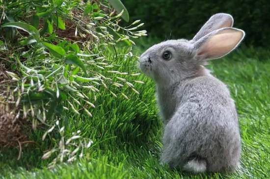 宠物兔能吃韭菜吗？