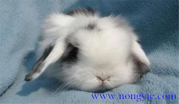垂耳兔多少钱一只？垂耳兔的生活习性与特点！