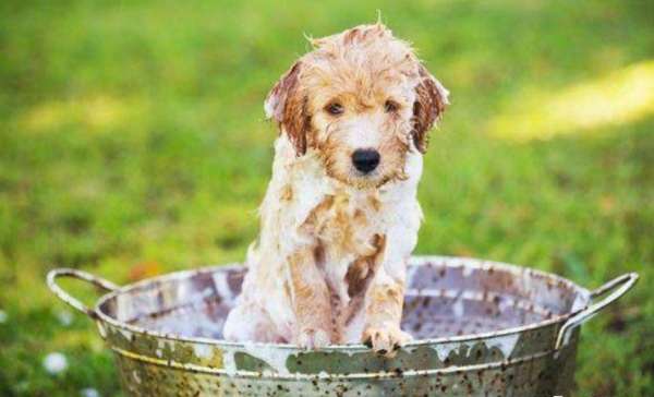 幼犬多久洗一次澡？