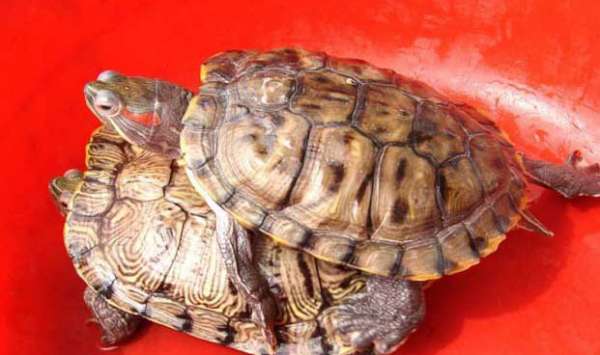 巴西龟现在多少钱一只？