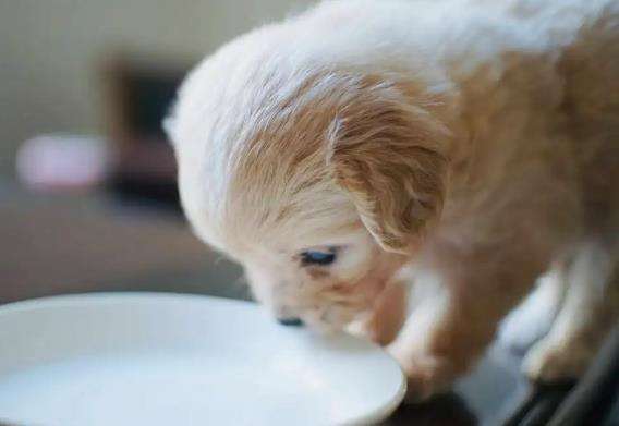 幼犬可以喝纯牛奶吗?