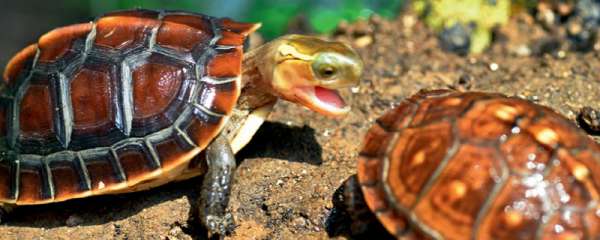 黄缘龟的养殖方法