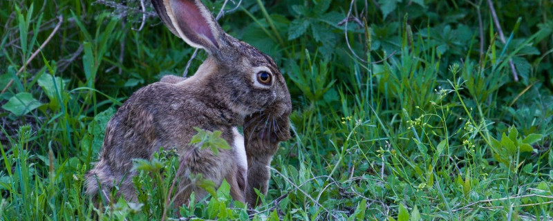 小兔子喂养方法和注意事项