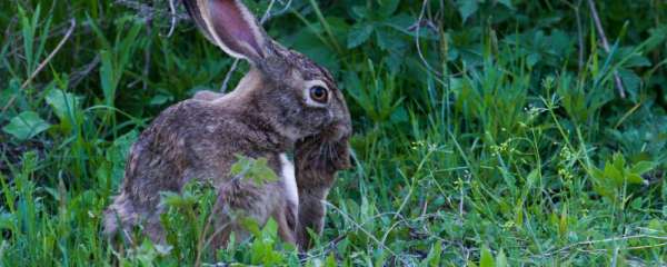 小兔子喂养方法和注意事项！