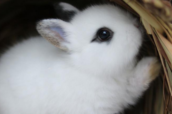 侏儒海棠兔饲养方法