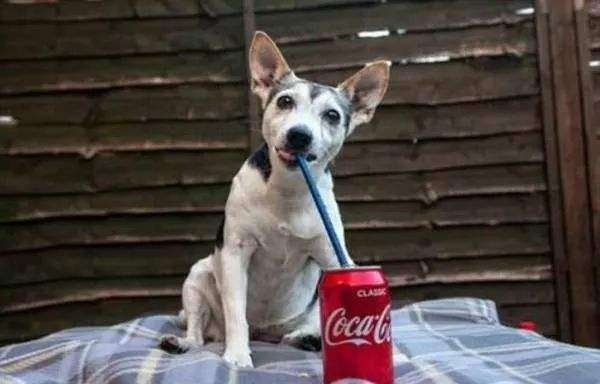 狗狗喝了一点点可乐有没关系吗？