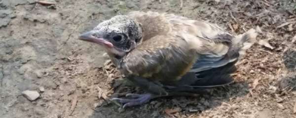 麻雀雏鸟的喂养方法